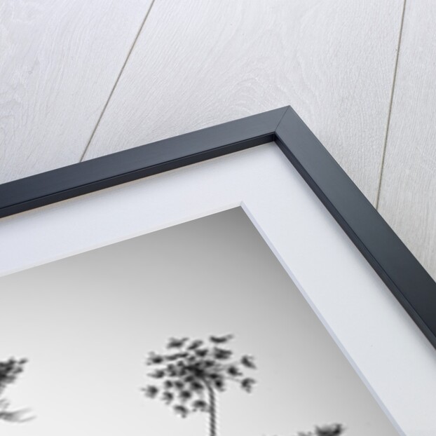 Cow parsley by Assaf Frank